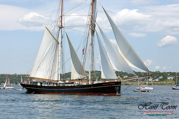 Wylde Swan 9