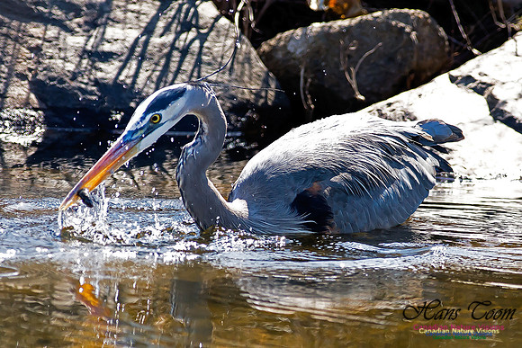Great Blue Heron