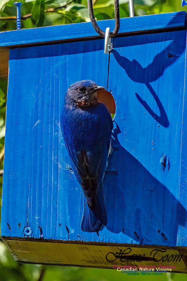 Eastern Bluebird 100