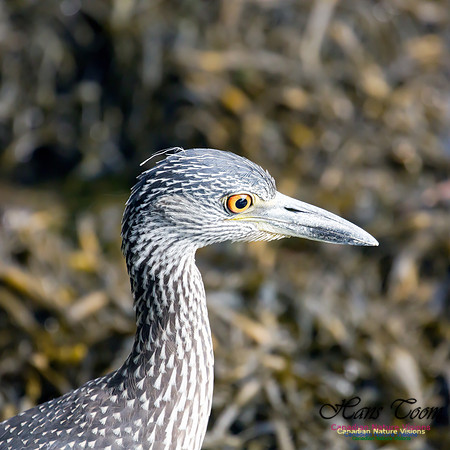 Yellow-crowned Night Heron 2