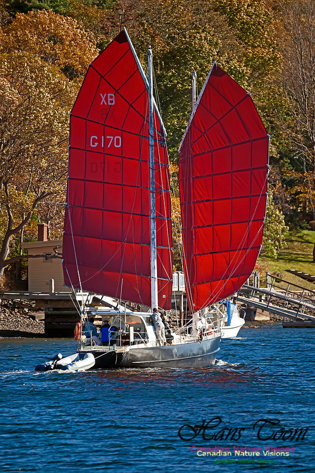 Tavoy IV 100