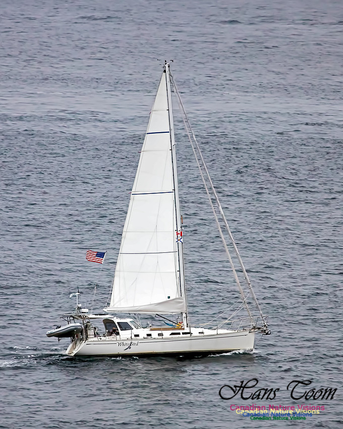 Whitebird 100