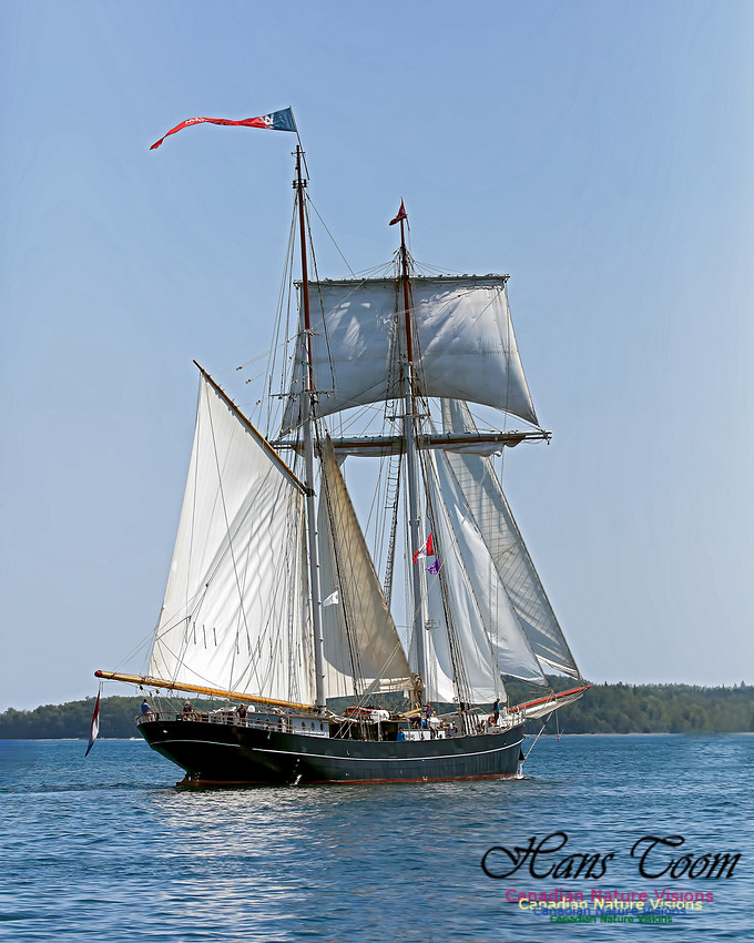 Wylde Swan 100