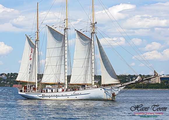 Blue Clipper 101