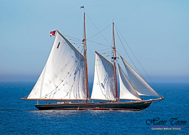 Bluenose 11 100