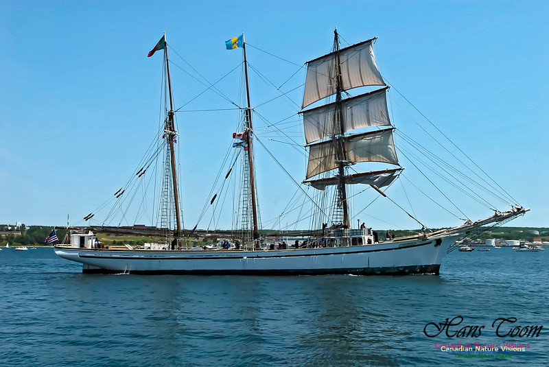 Gazela 100