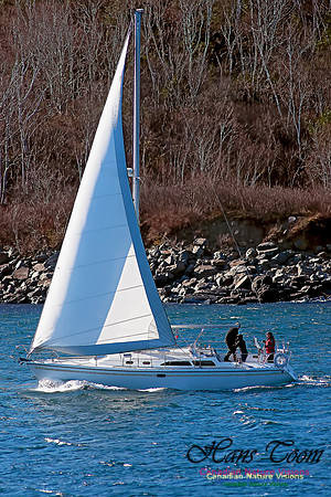 Sloop 11A20623 100