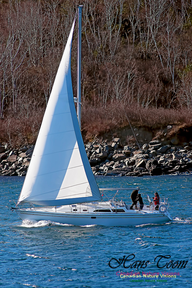 Sloop 11A20623 100