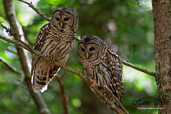 Barred Owl