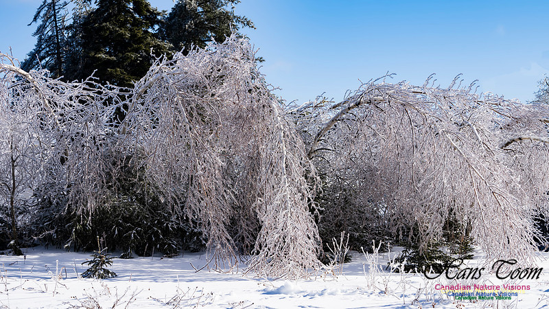 Ice Storm 2022 119