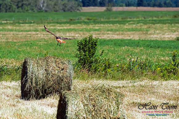 Red-tailed Hawk