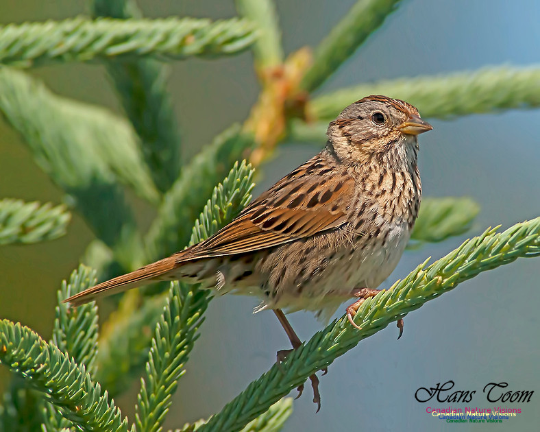 Lincolns Sparrow X3