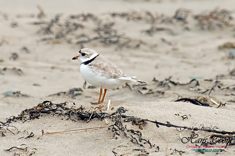 Piping Plover