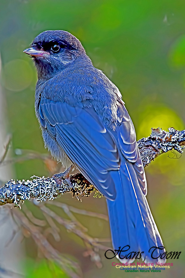 Canada Jay Juvenile 102