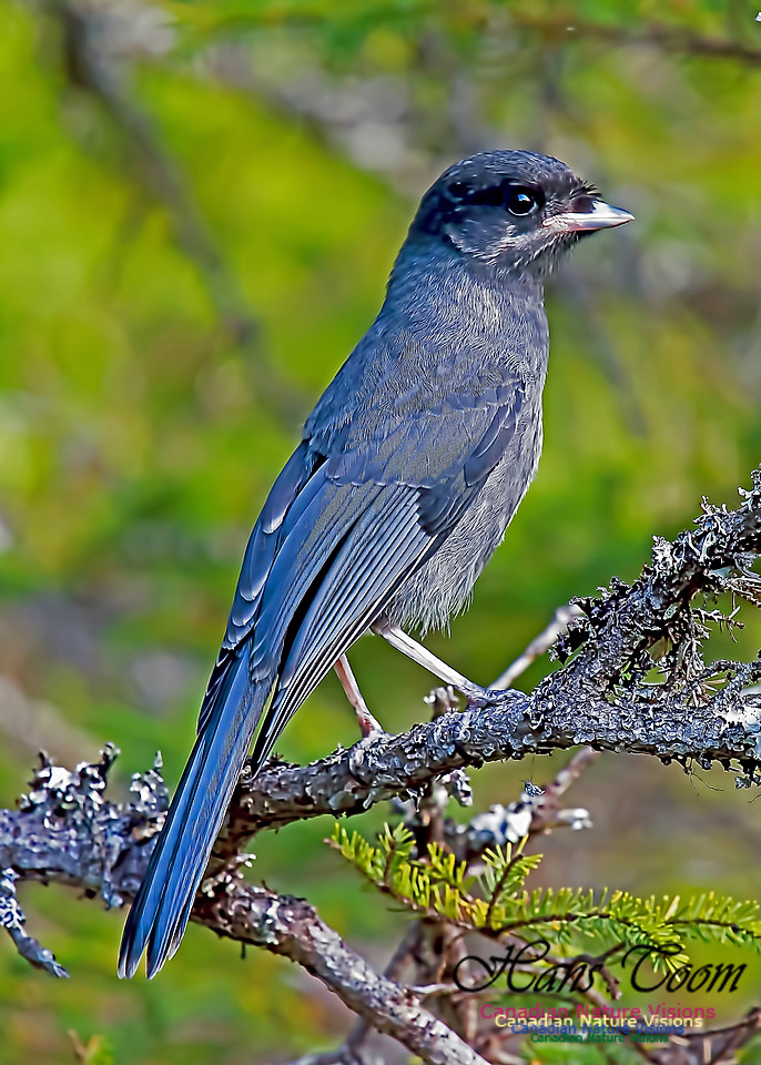 Canada Jay Juvenile 101