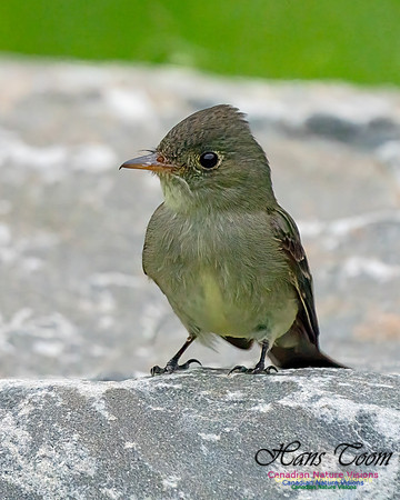 Eastern Wood-pewee 101