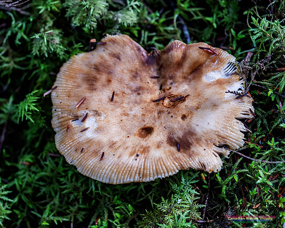 Fungus Walk In the Woodland 109