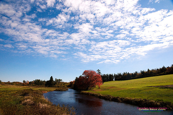 Noel Shore Fall Colours