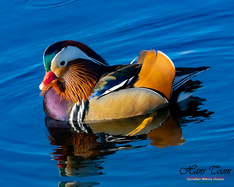 Mandarin Duck 204