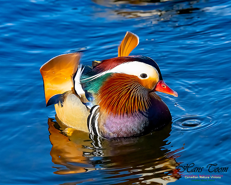 Mandarin Duck 201