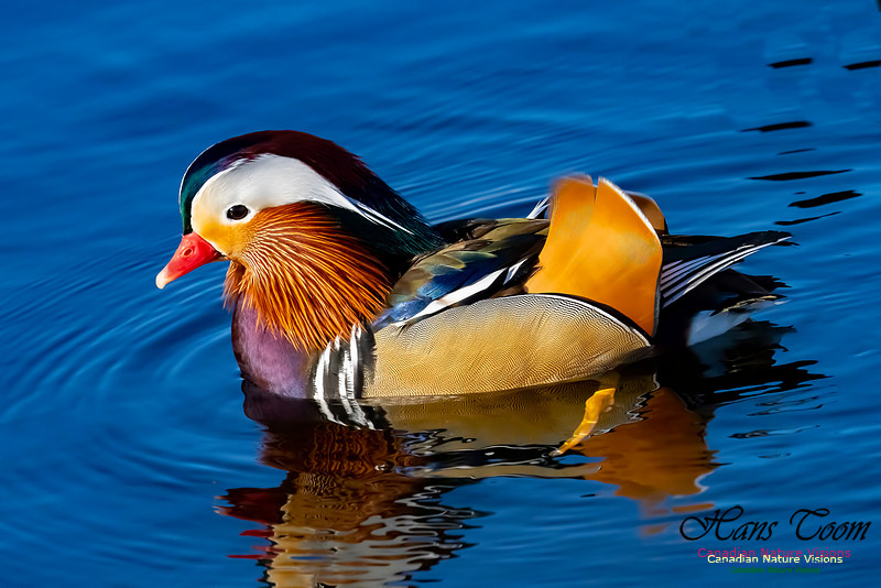 Mandarin Duck 205