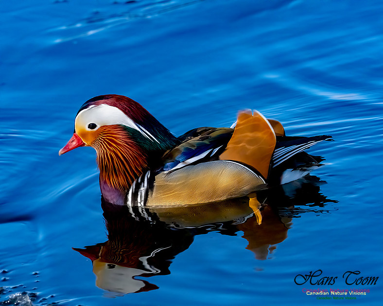Mandarin Duck 202