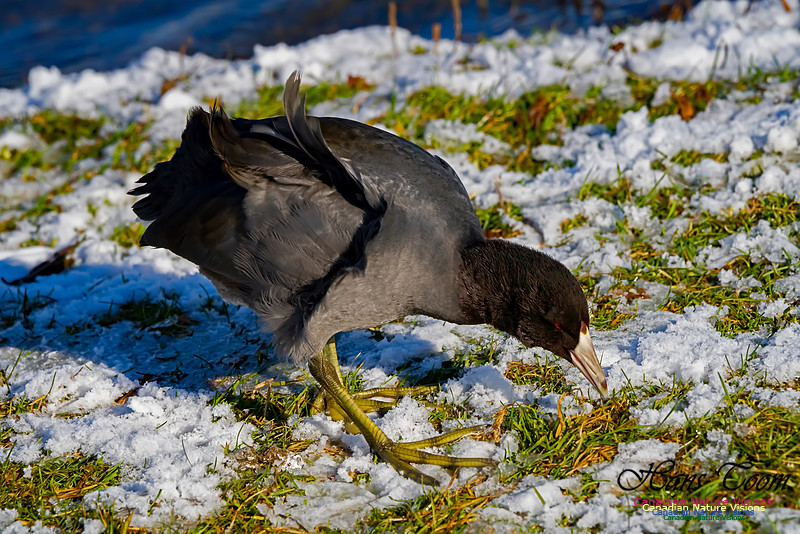 American Coot 100