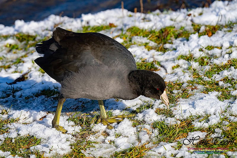 American Coot 101