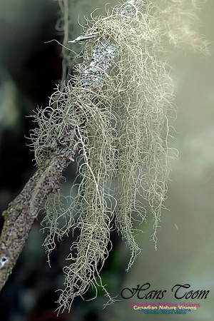 Usnea