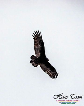 Turkey Vulture 110