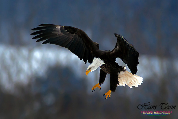 Bald Eagle