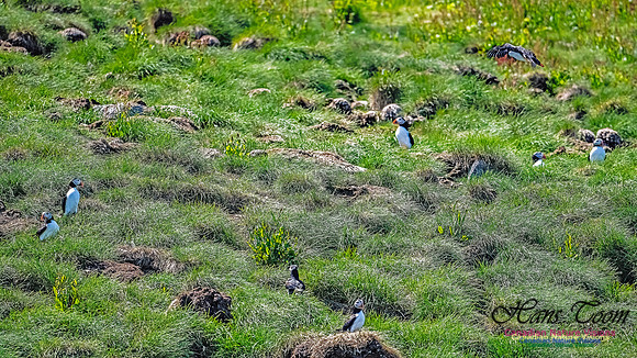 Great Island Puffins 118