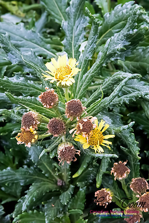 Seneca pseudo-arnica