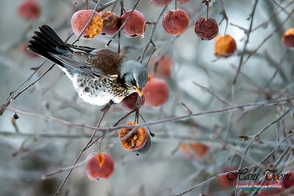 Fieldfare