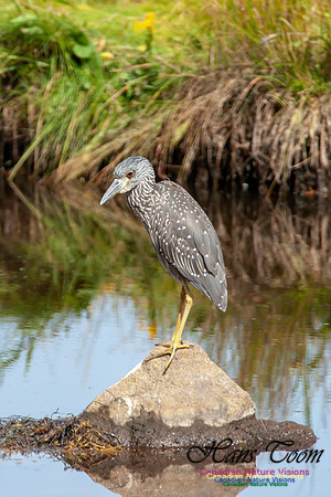 Yellow-crowned Night Heron 4
