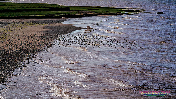 Peeps Evangeline Beach 2024 901