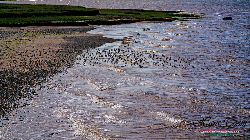 Peeps Evangeline Beach 2024 901
