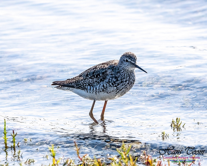 Lesser Yellowlegs 101