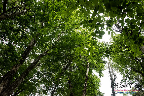 The Roof of the Old Growth Forest