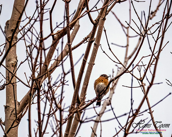 Eastern Bluebird 802