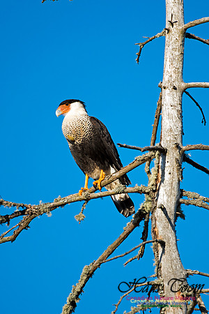 Crested Caracara