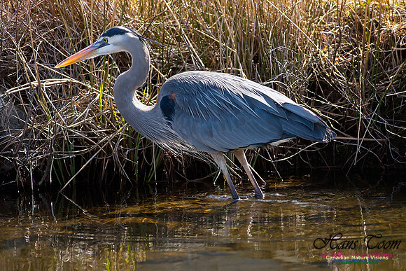 Great Blue Heron