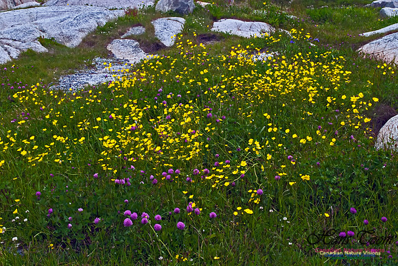 Peggy's Cove 117
