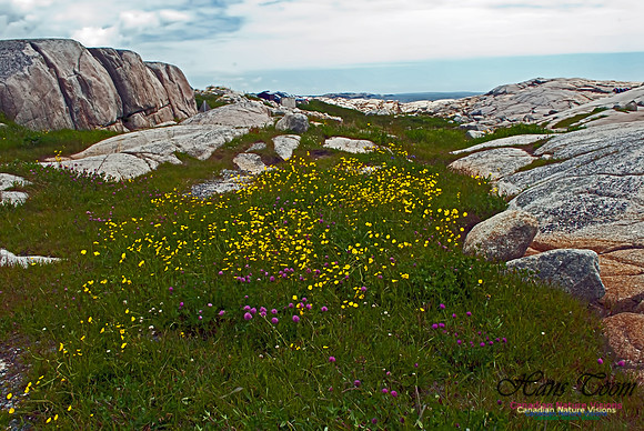 Peggy's Cove 118