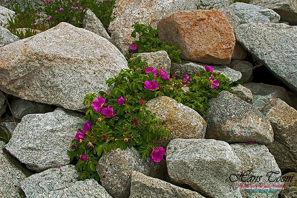 Peggy's Cove 119