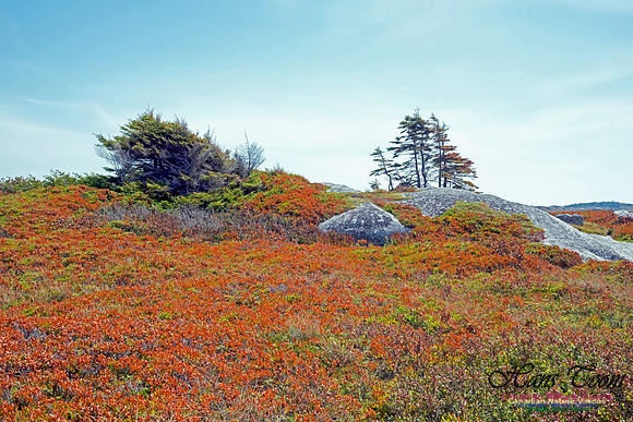 Peggy's Cove 137