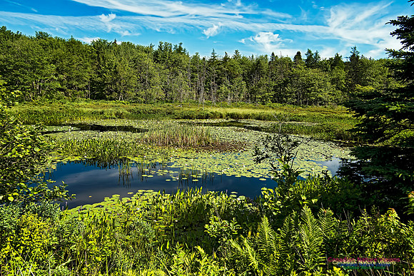 Aspotogen Peninsula 314