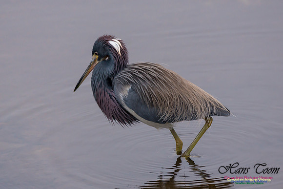 Tricoloured Heron 33