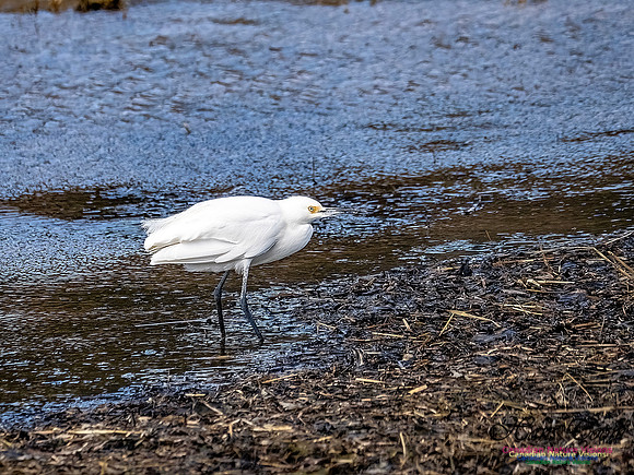 Snowy Egret 100