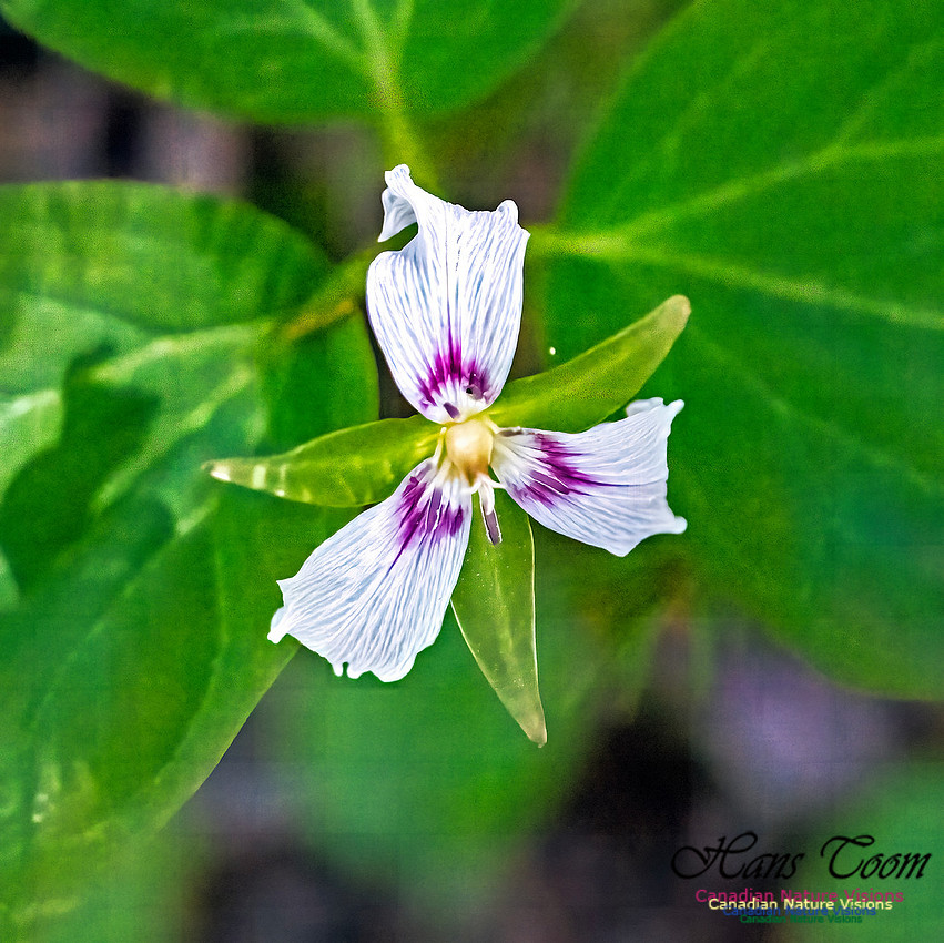 Painted Trillium 302